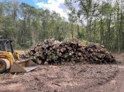 Site Clearing, Tree Clearing